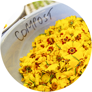 bowl of marigold flowers labeled as compost