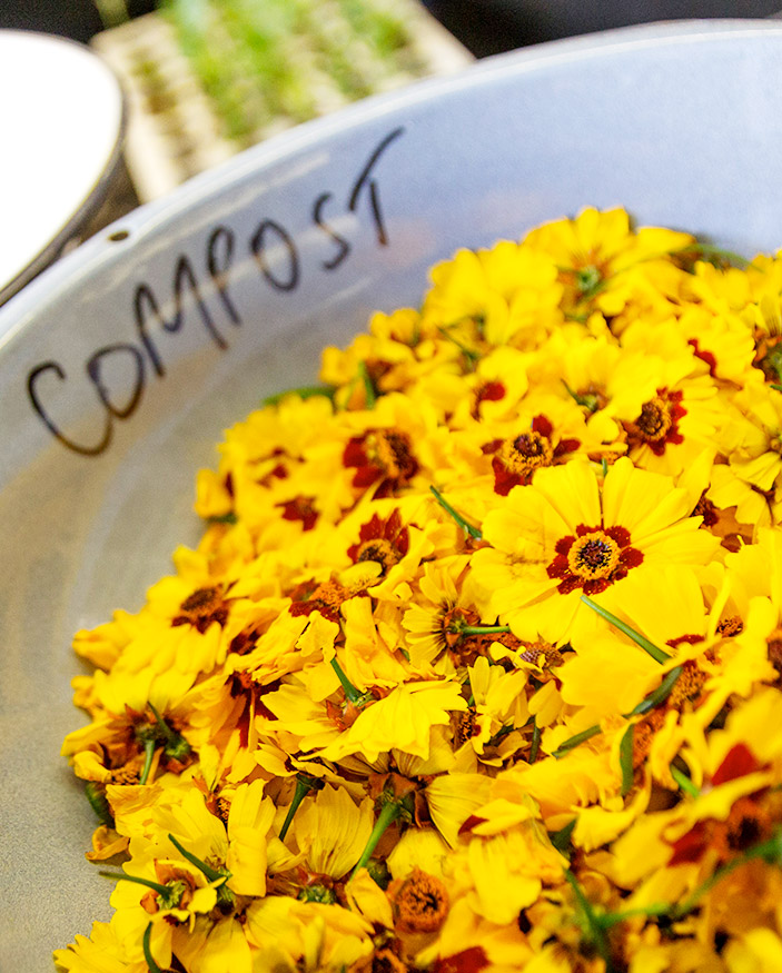 bowl of marigold flowers labeled as compost