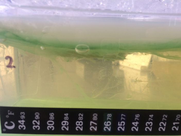 green liquid in bag