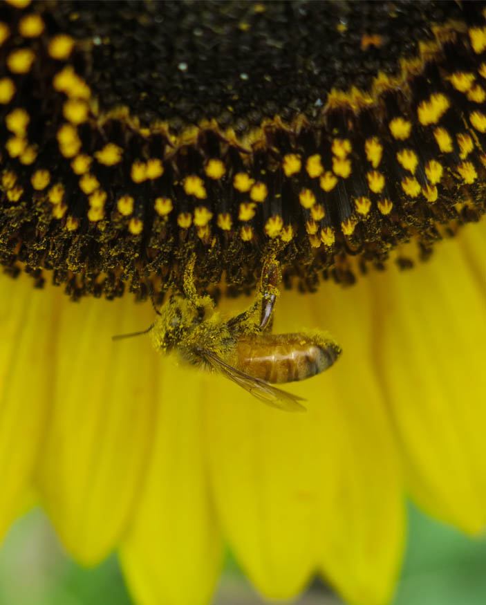 closeup of sunflower with bee