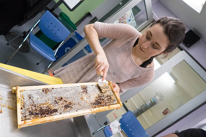 student scraping beehive tray with combing tool