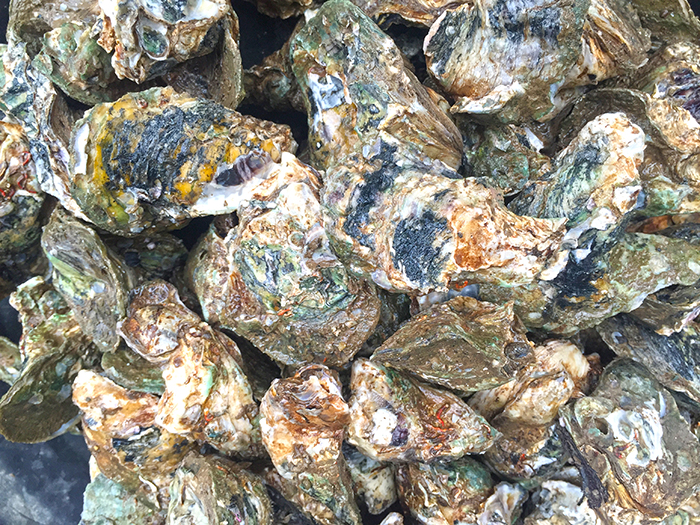 close-up of oysters